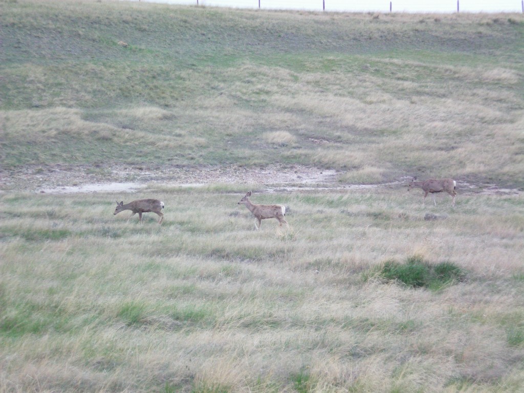 Writing on Stone - 3 Deer on bluff