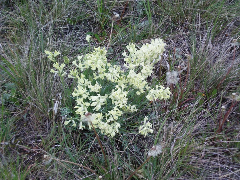 Writing on Stone Wild Flowers